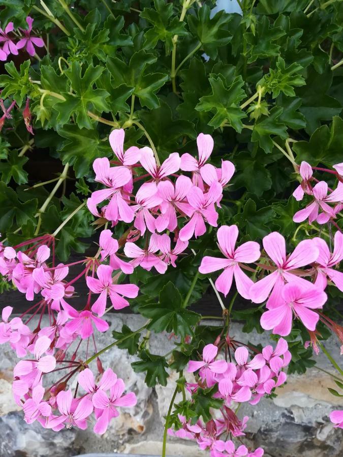 Le Clos Des Hortensias Toutainville المظهر الخارجي الصورة
